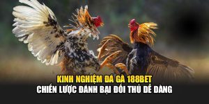 Kinh Nghiệm Đá Gà 188BET - Chiến Lược Đánh Bại Đối Thủ Dễ Dàng